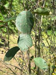 Amelanchier spicata