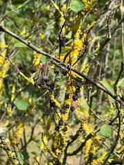 Amelanchier spicata