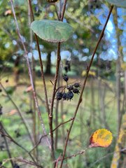 Amelanchier spicata