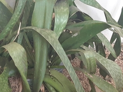 Spilotes pullatus