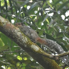 Funambulus tristriatus