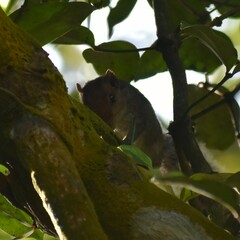 Funambulus tristriatus