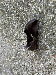 Anagrapha falcifera