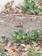 Passer domesticus domesticus