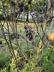 Amelanchier spicata