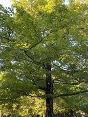 Acer saccharum