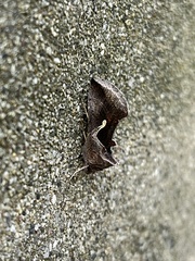 Anagrapha falcifera