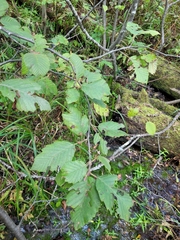 Alnus incana rugosa
