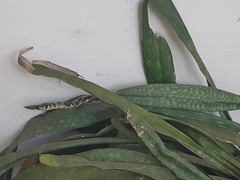 Spilotes pullatus