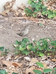 Passer domesticus domesticus