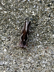 Anagrapha falcifera