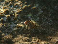 Parablennius sanguinolentus