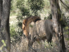 Panthera leo melanochaita