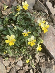 Viola arvensis