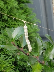 Mecynogea lemniscata