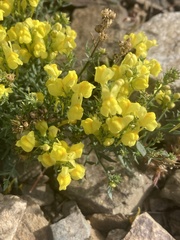 Linaria vulgaris