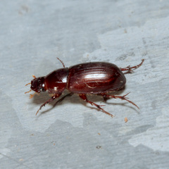 Aphodiini