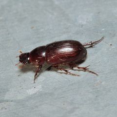 Aphodiini
