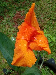 Canna × generalis