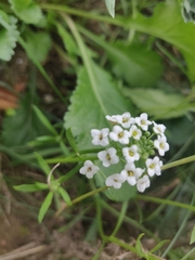Lobularia maritima