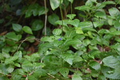 Stachytarpheta cayennensis