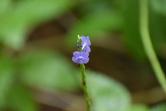 Stachytarpheta cayennensis