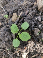 Lamium purpureum