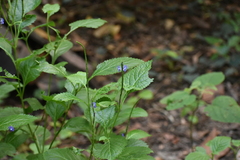 Stachytarpheta cayennensis