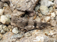 Oedipoda caerulescens