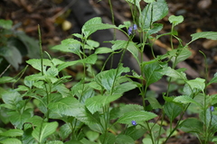 Stachytarpheta cayennensis