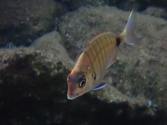 Diplodus sargus