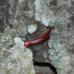 Trigoniulus corallinus