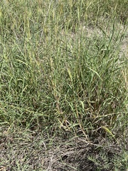 Bothriochloa laguroides