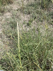 Bothriochloa laguroides