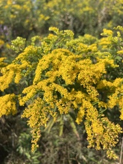 Solidago canadensis