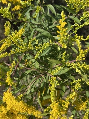 Solidago canadensis
