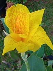 Canna × generalis
