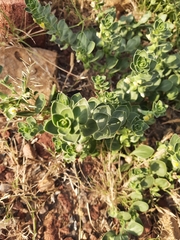 Schweinfurthia