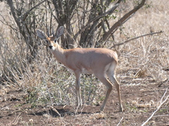 Raphicerus campestris campestris