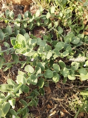 Schweinfurthia