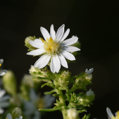 Symphyotrichum ericoides