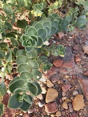 Schweinfurthia