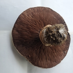 Agaricus bitorquis