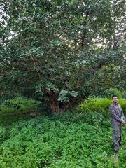 Ficus racemosa