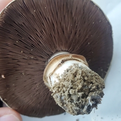 Agaricus bitorquis
