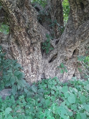 Ficus racemosa