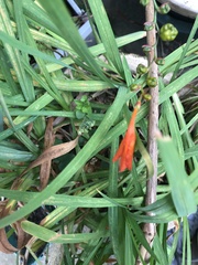 Crocosmia