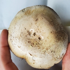 Agaricus bitorquis