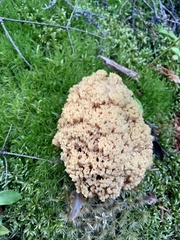 Ramaria