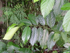 Diospyros maritima